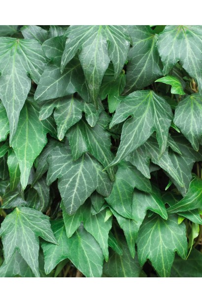 Плющ зубчастий Грін Ріпл